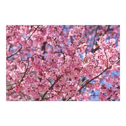 桜 ピンク 桜 空 フォトプリント (正面)