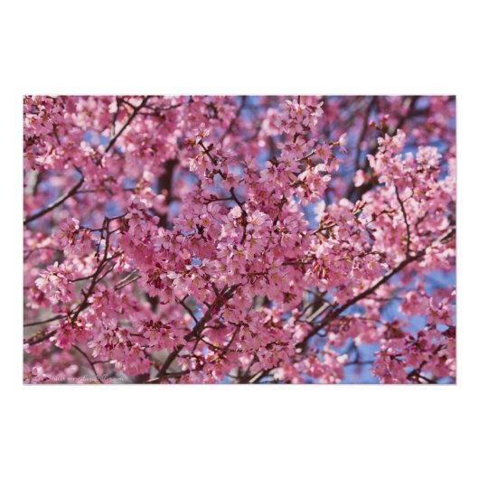 桜 ピンク 桜 空 ポスター (正面)
