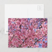 桜 ピンク 桜 空 ポストカード (正面/裏面)