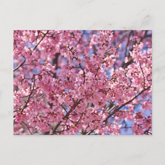 桜 ピンク 桜 空 ポストカード (正面)