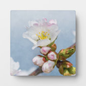 桜 フォトプラーク (正面)