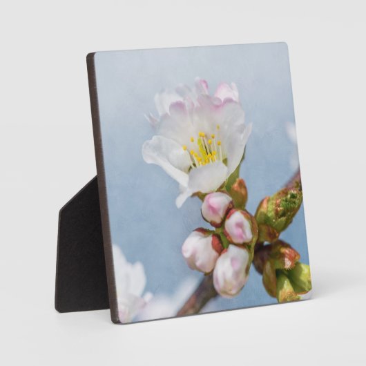 桜 フォトプラーク (正面)