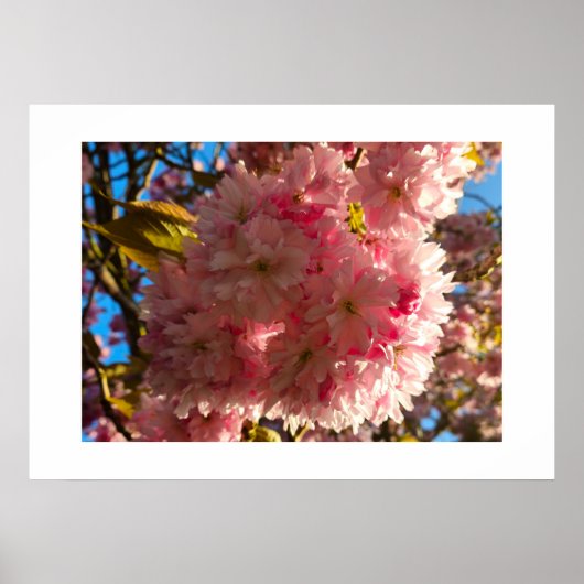 桜 ポスター (正面)