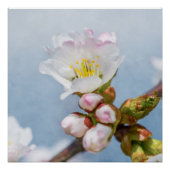 桜 ポスター (正面)