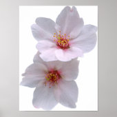 桜 ポスター (正面)