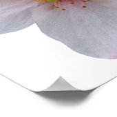 桜 ポスター (角)