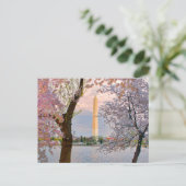 桜 ポストカード (スタンド正面)