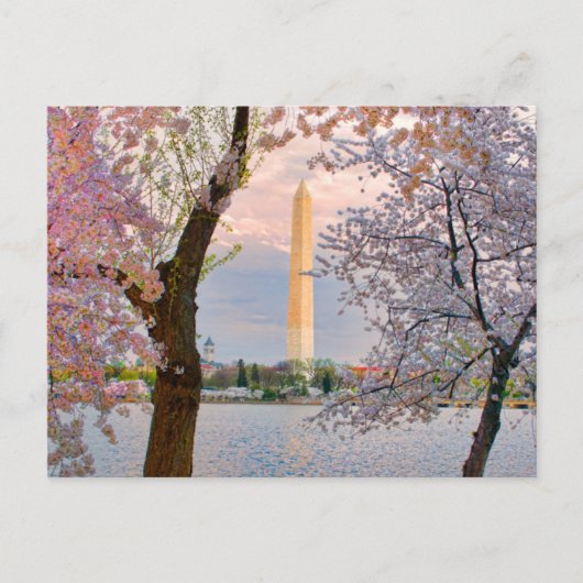 桜 ポストカード (正面)