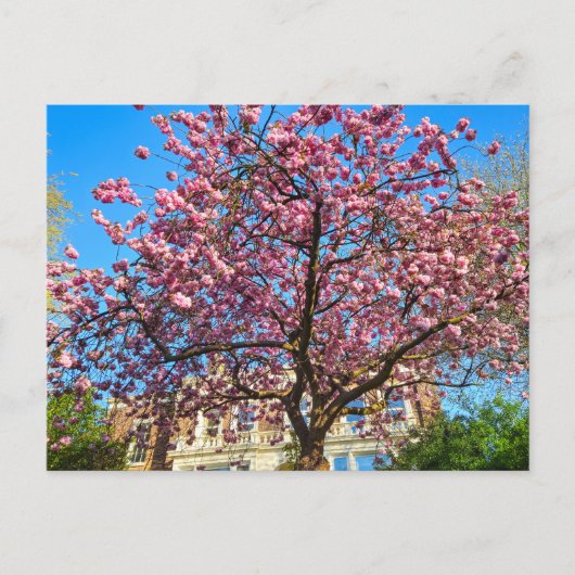 桜 ポストカード (正面)
