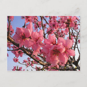 桜 ポストカード
