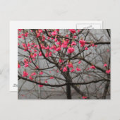 桜 ポストカード (正面/裏面)