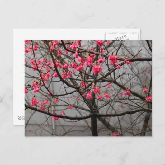 桜 ポストカード (正面/裏面)