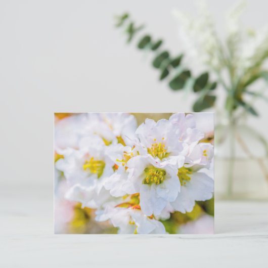 桜 ポストカード (スタンド正面)