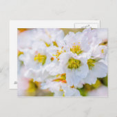 桜 ポストカード (正面/裏面)