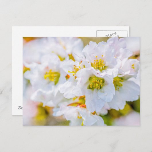 桜 ポストカード (正面/裏面)