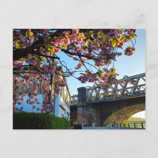 桜 ポストカード (正面)