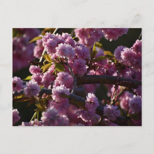 桜 ポストカード (正面)