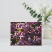 桜 ポストカード (スタンド正面)
