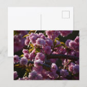 桜 ポストカード (正面/裏面)