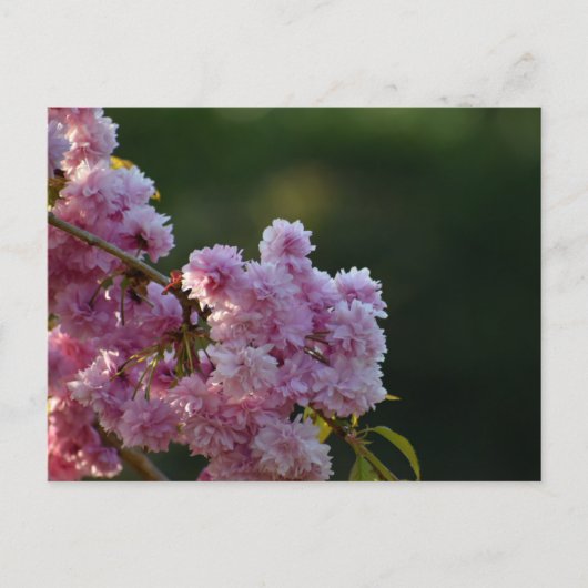 桜 ポストカード (正面)