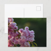 桜 ポストカード (正面/裏面)
