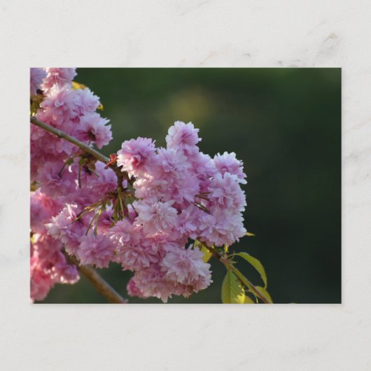 桜 ポストカード (正面)