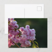 桜 ポストカード (正面/裏面)