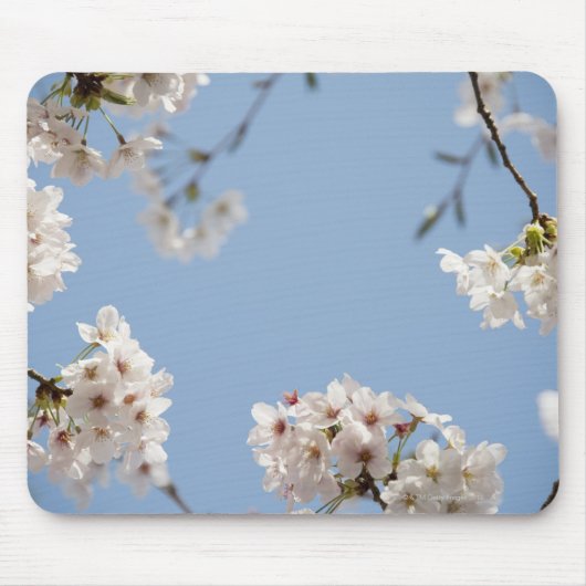 桜 マウスパッド (正面)