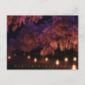 桜（夜） ポストカード (正面)