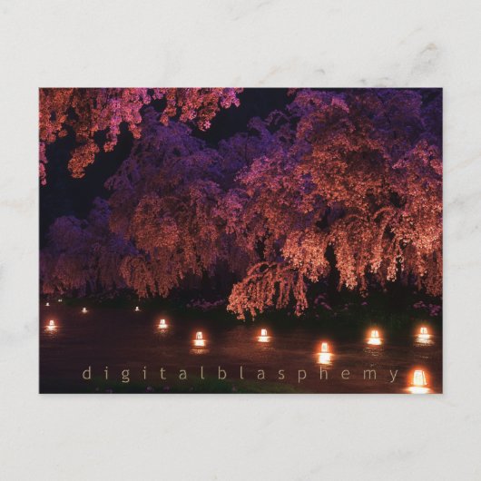 桜(夜) ポストカード (正面)