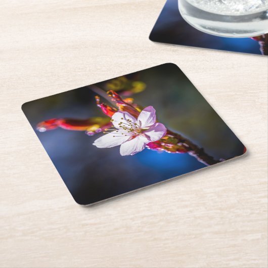 桜-日本のさくらんぼ花 スクエアペーパーコースター (アングル)