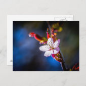 桜-日本のさくらんぼ花 ポストカード (正面/裏面)