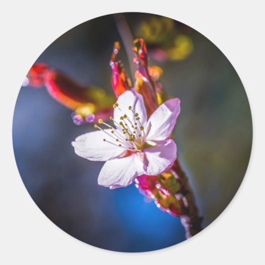 桜-日本のさくらんぼ花 ラウンドシール (正面)