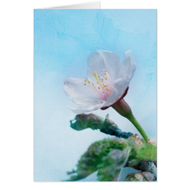 桜-日本のさくらんぼ (正面)