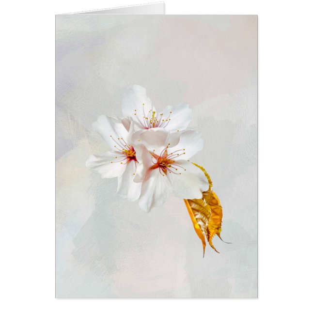 桜-日本のさくらんぼ (正面)