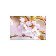 桜-日本のさくらんぼ