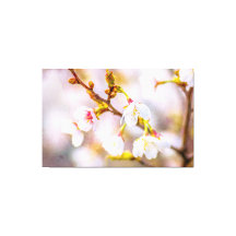 桜-日本のさくらんぼ