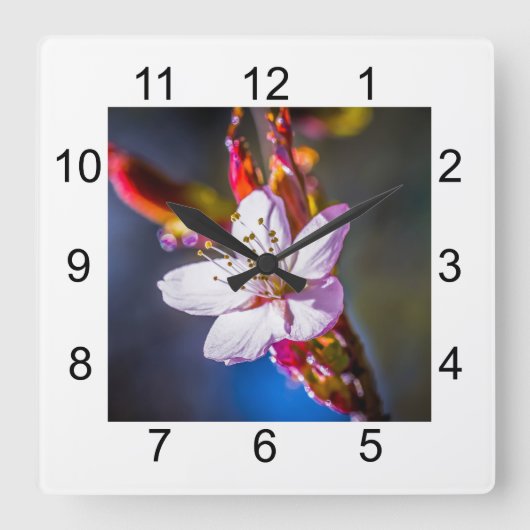 桜-日本のさくらんぼ スクエア壁時計 (正面)
