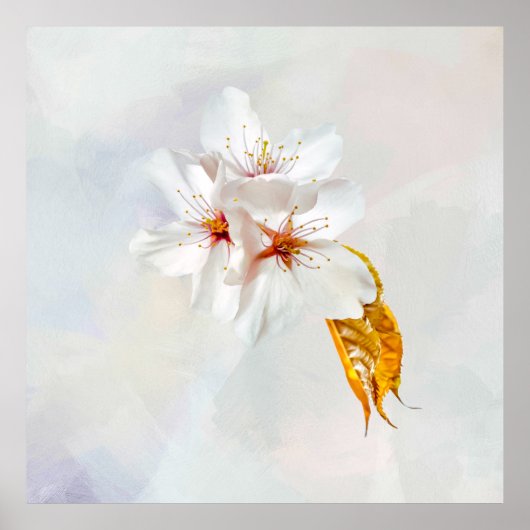 桜-日本のさくらんぼ ポスター (正面)