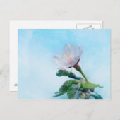 桜-日本のさくらんぼ ポストカード (正面/裏面)