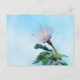 桜-日本のさくらんぼ ポストカード