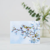 桜 - 日本の桜 ポストカード (スタンド正面)