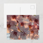 桜:日本 ポストカード (正面/裏面)