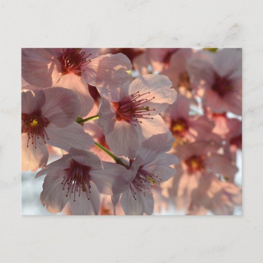 桜:日本 ポストカード (正面)