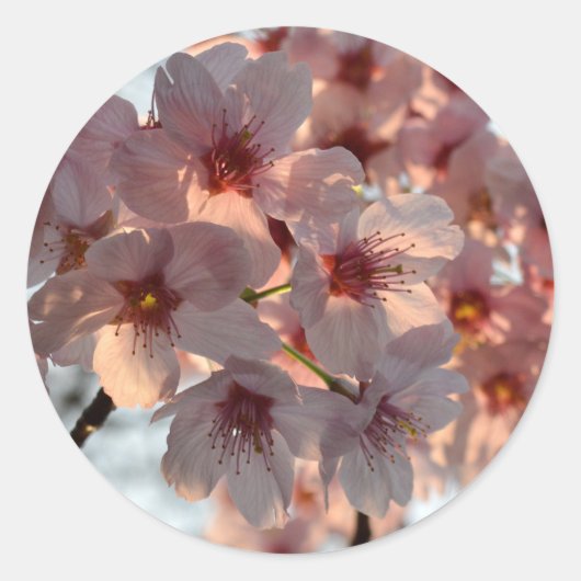 桜: 日本 ラウンドシール (正面)