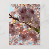 桜: 東京 ポストカード (正面)