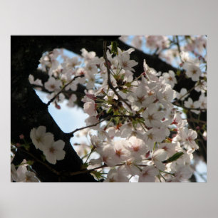 桜(桜) ポスター