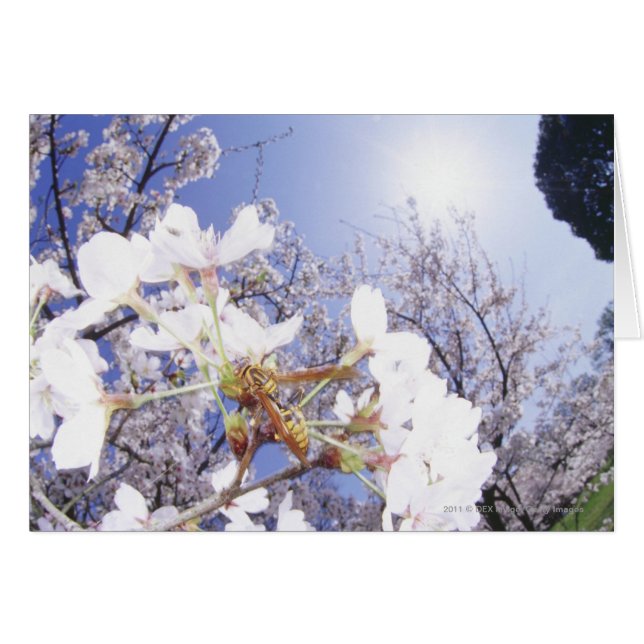桜、終わりのスズメバチ (正面横)