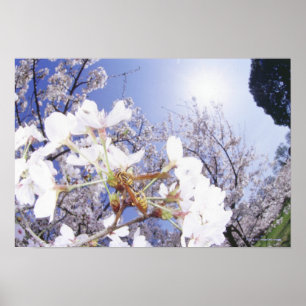 桜、終わりのスズメバチ ポスター