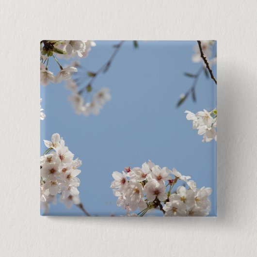 桜 缶バッジ (正面)